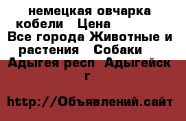 немецкая овчарка кобели › Цена ­ 25 000 - Все города Животные и растения » Собаки   . Адыгея респ.,Адыгейск г.